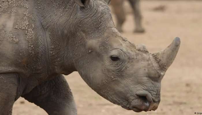 South Africa: World's largest rhino farm bought by NGO