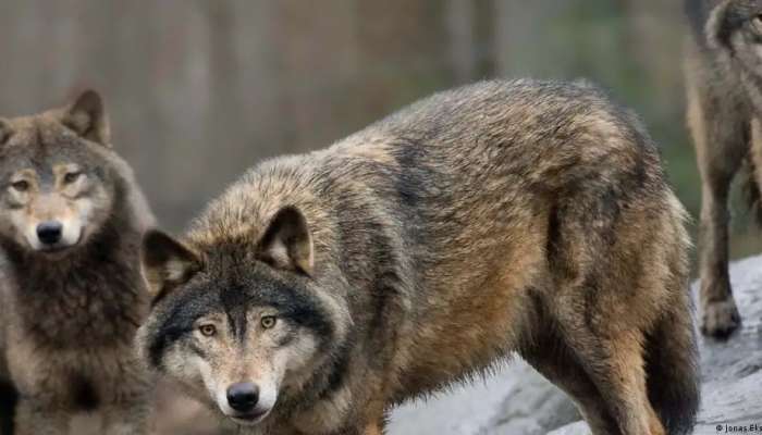 EU reviews wolf's protected status, Germany considers culls