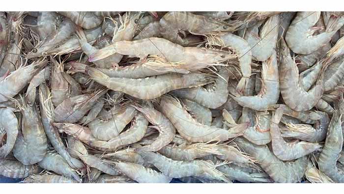 More than OMR7mn worth of shrimp produced in 2022