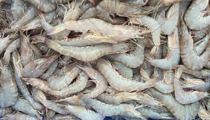 أكثر من 7 ملايين ريال إجمالي قيمة إنتاج سلطنة عُمان من الروبيان في 2022