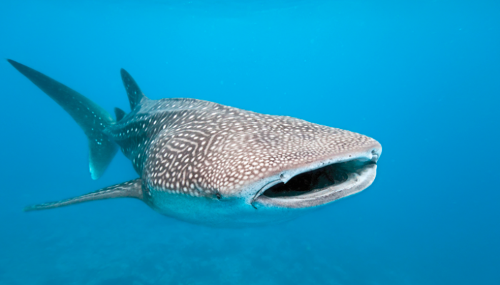 Experience the Wonder of Whale Shark Season at Al Mouj Marina