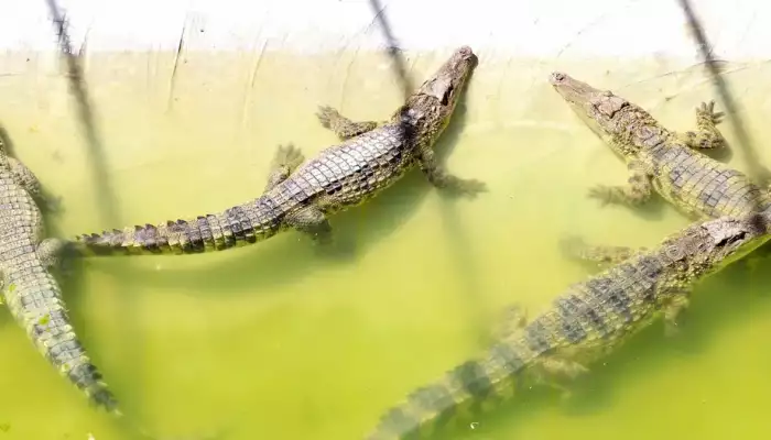 Chinese city hunts for dozens of crocodiles