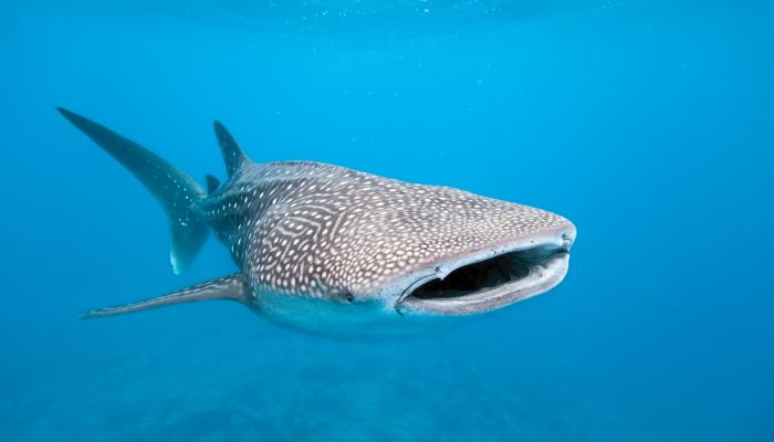 انغمس في تجربة الغوص في موسم أسماك قرش الحوت في مرسى الموج
