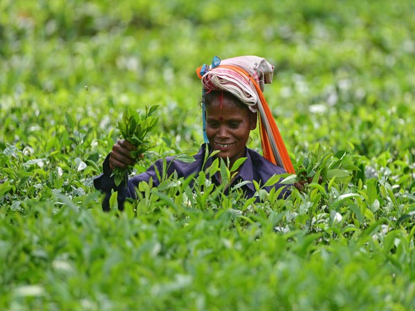 Indian tea companies likely to see 8% revenue degrowth this fiscal: Crisil