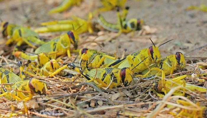 Over 180 desert locust hotspots destroyed in South Al Sharqiyah