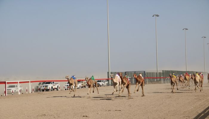 انطلاق منافسات سباق الهجن ضمن المهرجان السنوي لسباقات الهجن الأهلية بأدم