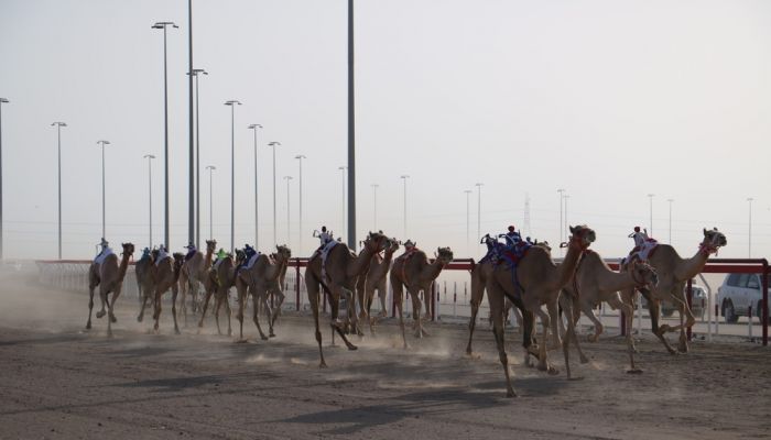 تواصل منافسات السباق الثاني من المهرجان السنوي للهجن الأهلية بولاية أدم