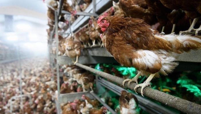 جنوب أفريقيا تعدم أكثر من 5 ملايين دجاجة بسبب إنفلونزا الطيور