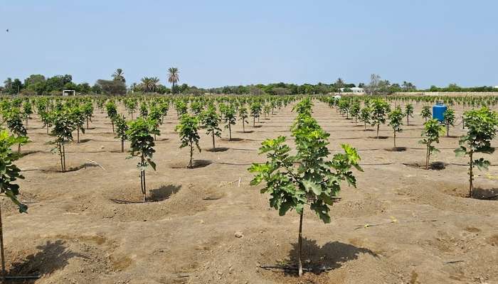 Sohar organic fig farm project employs modern technology