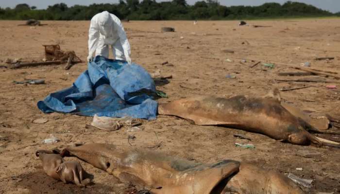 Scores of dolphins die in Amazon amid severe drought, heat