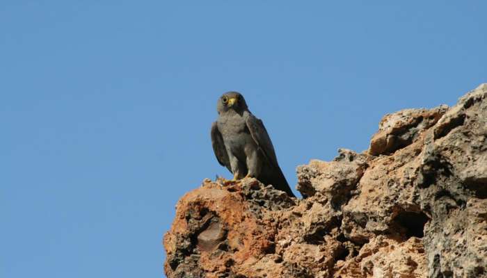 Environment Authority monitors endangered sooty falcons