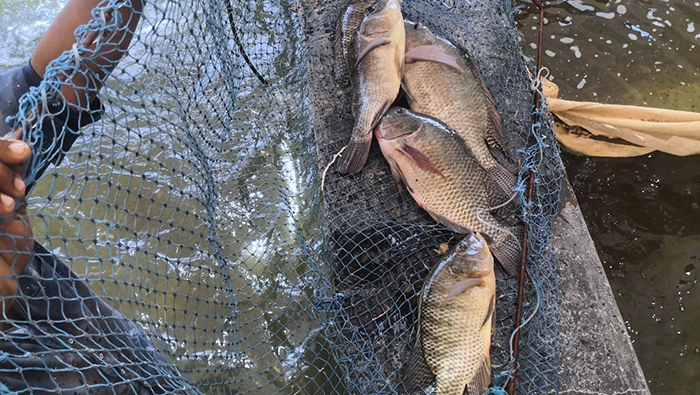 Fish farms add to food security in North Al Batinah