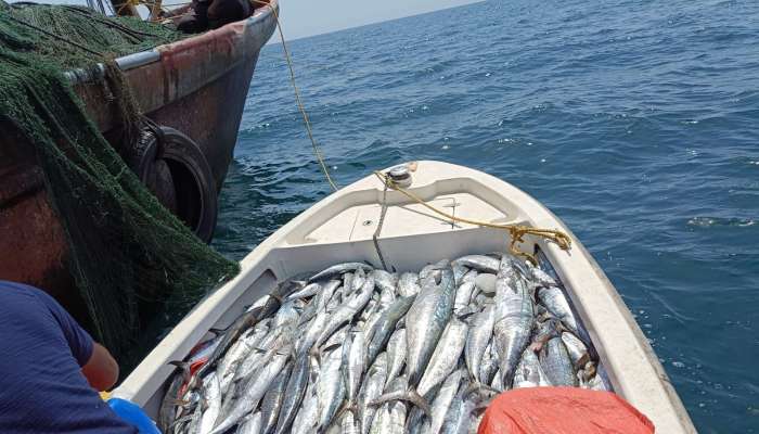 Fishing vessels with over 600 kgs of banned fish seized in Oman