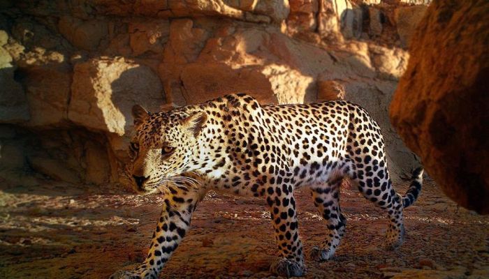 لأول مرة من نوعها.. كاميرات هيئة البيئة ترصد 3 نمور عربية بالغة تسير معا بظفار