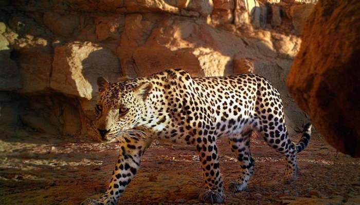 EA cameras capture 3 Arabian leopards walking together in Dhofar