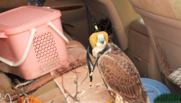 Citizens arrested for allegedly hunting migratory birds in Oman