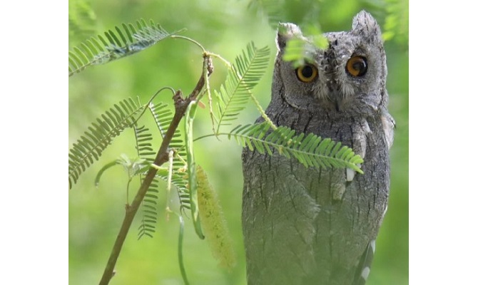 Rare Arabian Scops Owl spotted in Oman