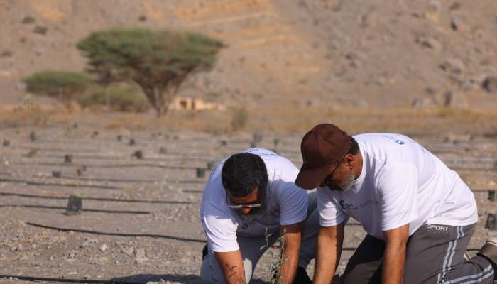 Environment Authority plants over 10,000 saplings in Musandam