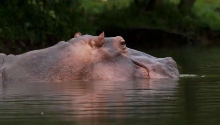 Colombia to cull, sterilize Pablo Escobar's hippos