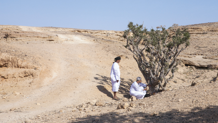 Commerce ministry working on plan to help producers in marketing of frankincense