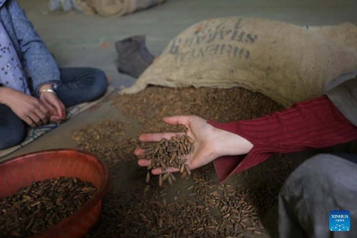 Pine nut exports to China spur job opportunities for Afghans
