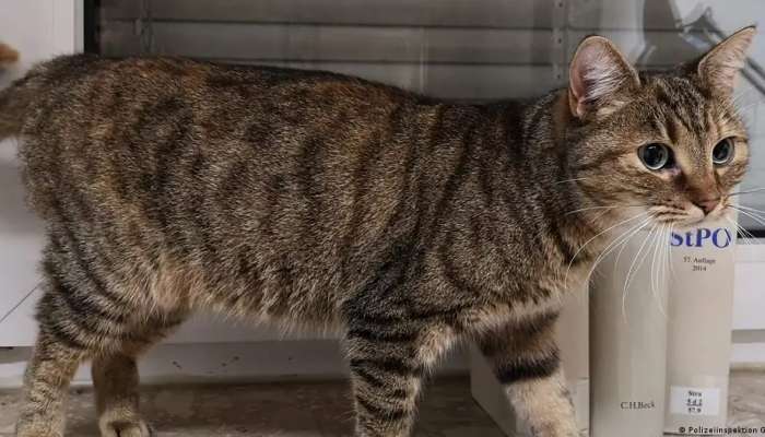 Missing cat Lucky returns home after being lost for a year
