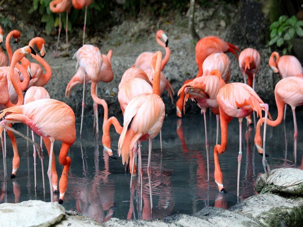 Argentina: 220 flamingos killed in latest outbreak of deadly bird flu