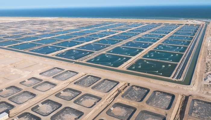 Pilot project of Al Khuwayma shrimp farming yields 500 tonnes