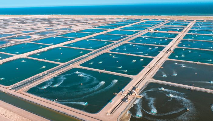 تنمية أسماك عُمان تتصدر قطاع الاستزراع السمكي المستدام في سلطنة عُمان