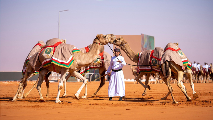 Oman’s Royal Camel  Corps added to Islamic World Heritage list