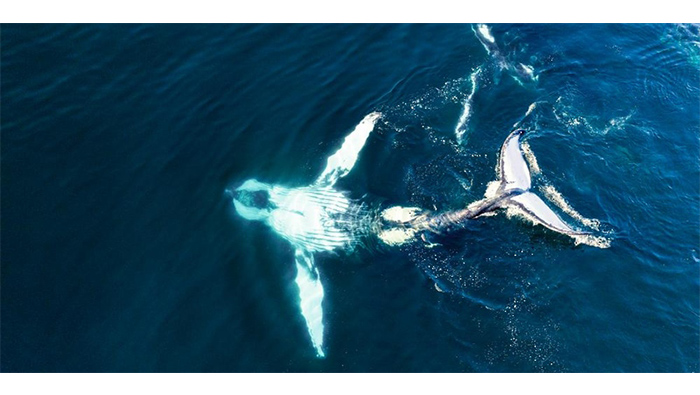 Environment Authority team tracks and tags humpback whale