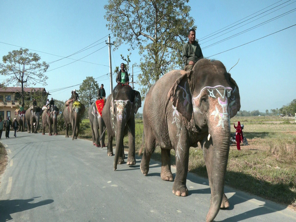 Herd of elephants bring back charm to Nepal’s tusker festival