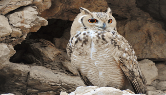 Endangered owl species spotted in Oman