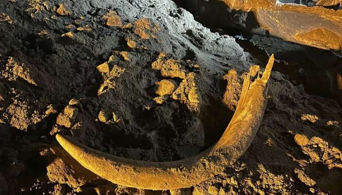Coal miners in North Dakota unearth mammoth tusk buried for thousands of years
