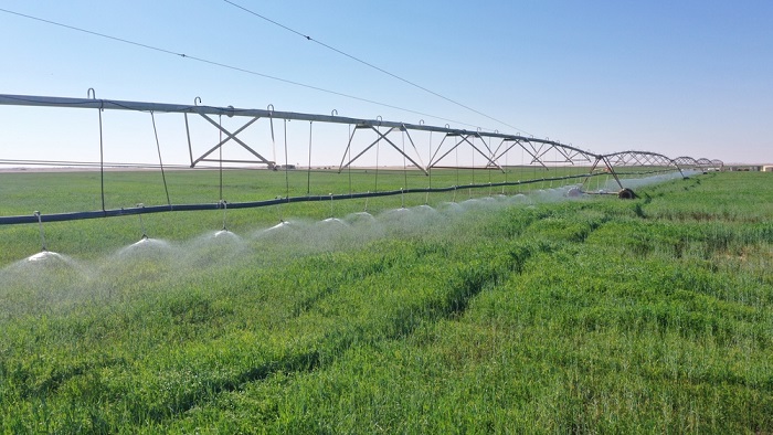 Dhofar Governorate ranks first in terms of cultivated area and wheat crop production in Oman