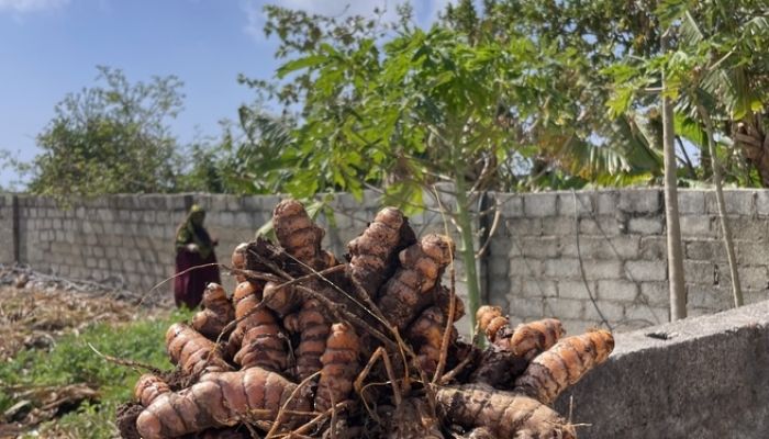 توطين زراعة الكركم في رخيوت بمحافظة ظفار يواصل نجاحه للعام الثالث على التوالي