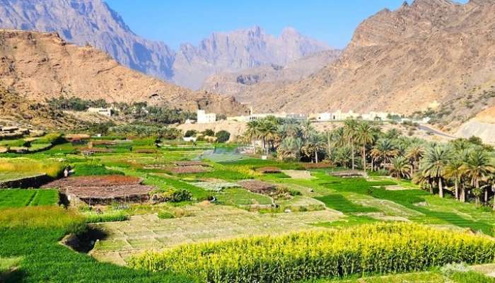 'Jabal' farm: A unique tourist destination with geometric formation irrigated in traditional way