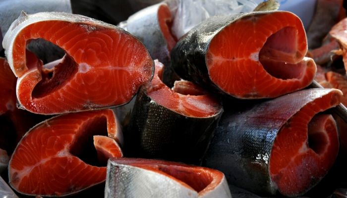 روسيا تتصدر دول العالم في انتاج سمك السلمون
