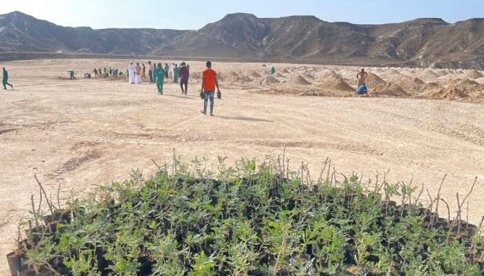 Environment Authority begins planting frankincense trees