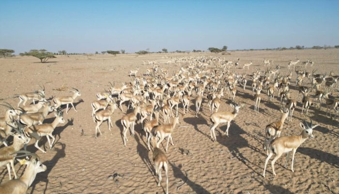محمية المها العربية بهيماء تدعم السياحة البيئية