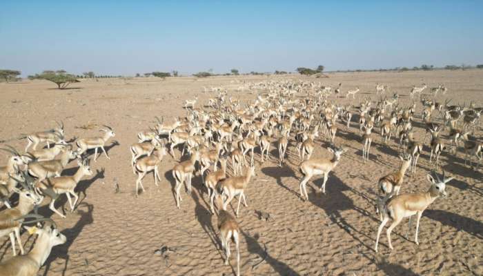 Oman takes steps to preserve Arabian Oryx, other species in Al Wusta
