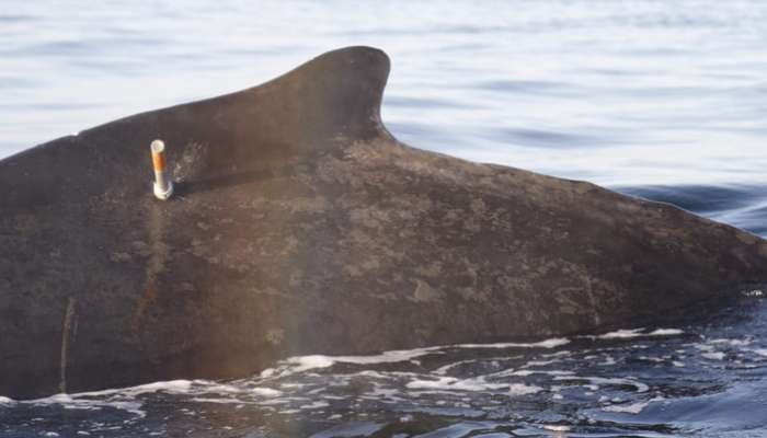 Oman’s Environment Authority successfully installs tracking chip on humpback whale