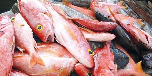 أكثر من 648.1 ألف طن إجمالي الأسماك المنزلة بالصيد الحرفي بنهاية نوفمبر 2023