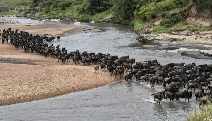 Why are great animal migrations collapsing?
