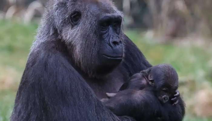 London Zoo welcomes another endangered baby gorilla