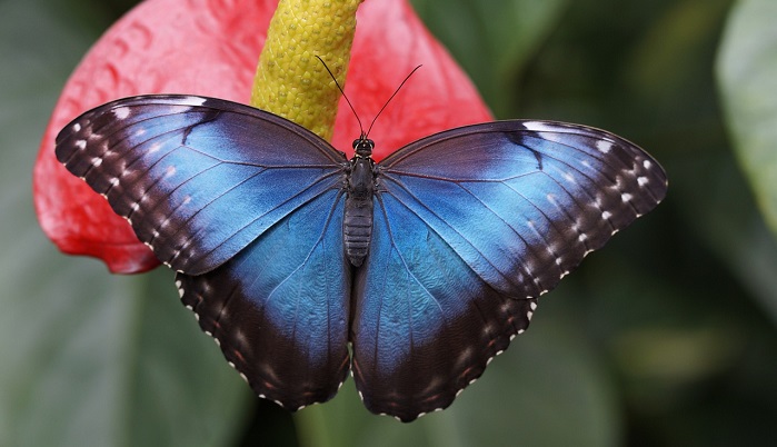 Butterflies mimic each other's flight patterns to evade predators: Study