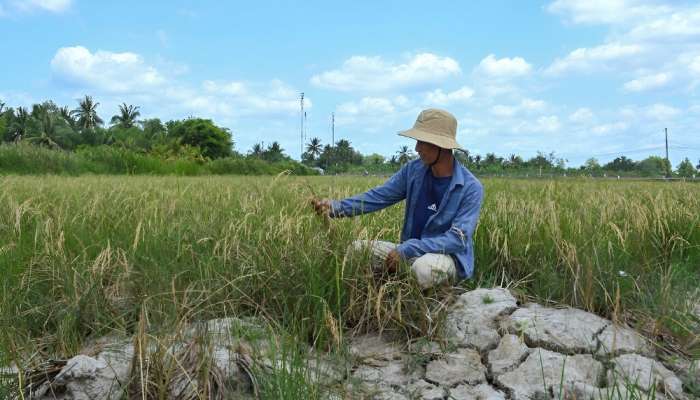 Vietnam's 'rice bowl' cracks in monster heat wave