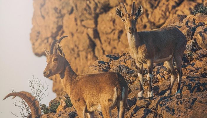 سلطنة عُمان تحتفي باليوم العالمي 'للحياة البرية'