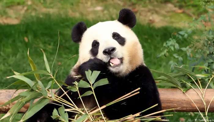 Farewell Fu Bao: South Korea says goodbye to giant panda