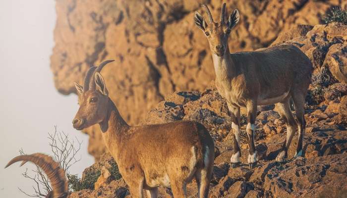 Oman marks World Wildlife Day